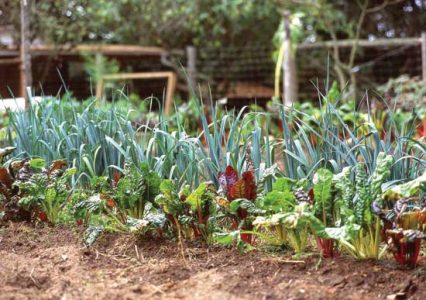 green onions and baby chard